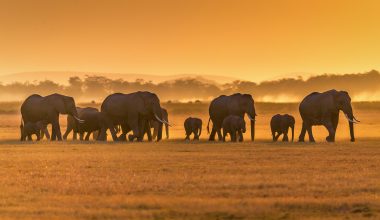 Ινδία: Koπάδι ελεφάντων συγκρούστηκε με επιβατικό τρένο – Τουλάχιστον επτά νεκρά ζώα