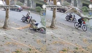 Βίντεο: Η στιγμή που κλαδί δέντρου σπάει και καταπλακώνει ποδηλάτη στην Κίνα