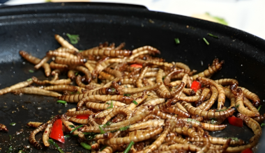 ΕΕ: «Ασφαλές το έλαιο από κίτρινα σκουλήκια αλευριού – Περιέχει πολλές βιταμίνες»!