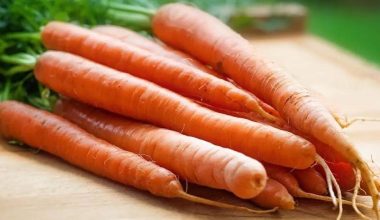 Καρότα: Τα οφέλη που έχουν για τον οργανισμό μας εάν τα καταναλώνουμε καθημερινά