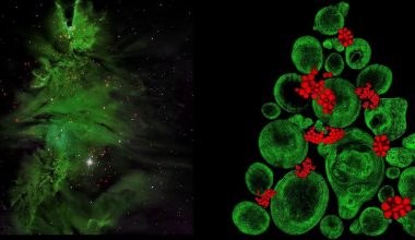 Οι ομοιότητες ανάμεσα στο απέραντο και το απειροελάχιστο μέσα από το «χριστουγεννιάτικο δέντρο» του σύμπαντος