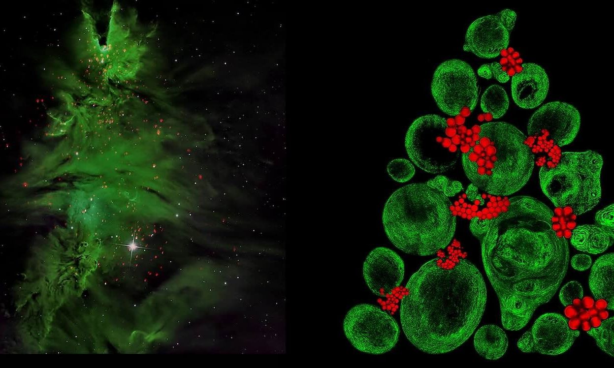 Οι ομοιότητες ανάμεσα στο απέραντο και το απειροελάχιστο μέσα από το «χριστουγεννιάτικο δέντρο» του σύμπαντος