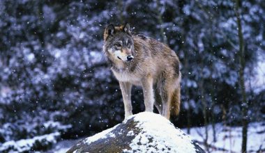 Φινλανδοί κατηγορούν ότι ρωσικοί λύκοι κυνηγούν τους ταράνδους τους – Μ.Ζαχάροβα: «Συγχαρητήρια – Πιάσατε πάτο»