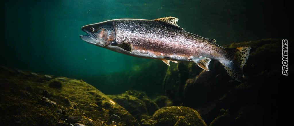 Αυτό είναι το πιο δηλητηριώδες ψάρι στον κόσμο: Έχει 70 παράσιτα και το καταναλώνουμε σχεδόν όλοι