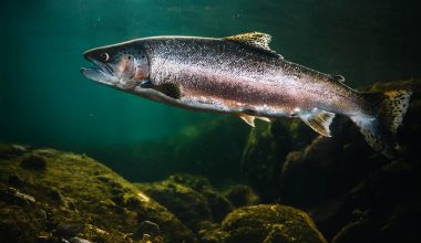 Αυτό είναι το πιο δηλητηριώδες ψάρι στον κόσμο: Έχει 70 παράσιτα και το καταναλώνουμε σχεδόν όλοι