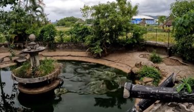 Νόμιζε ότι ήταν μόνος σε εγκαταλελειμμένο ζωολογικό κήπο στην Ταϊλάνδη αλλά οι «ένοικοι» ήταν εκεί (βίντεο)