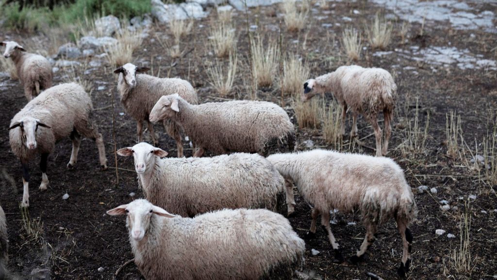 Πάνω από 450.000 τα πρόβατα που έχουν θανατωθεί για μόλις 2.000 κρούσματα ευλογιάς!