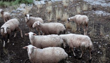 Πάνω από 450.000 τα πρόβατα που έχουν θανατωθεί για μόλις 2.000 κρούσματα ευλογιάς!