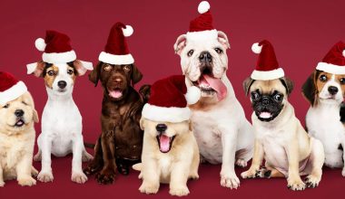 Χριστούγεννα: Τι πρέπει να κάνετε εάν ο σκύλος σας φάει σοκολάτα