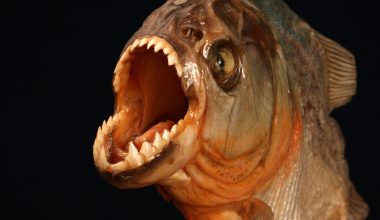 Φρικτό τέλος για 2χρονη στη Βραζιλία: Έπεσε σε ποτάμι και την κατασπάραξαν πιράνχας!