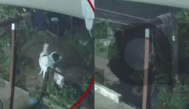 Άγιος Δημήτριος: Πώς σκύλος γλιτώνει την τελευταία στιγμή από την κατάρρευση αυλής λόγω της κακοκαιρίας (βίντεο)