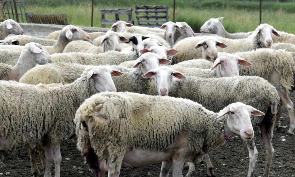 Συνελήφθησαν τέσσερις Βούλγαροι στη Δράμα: Προσπάθησαν να περάσουν στην Ελλάδα πρόβατα