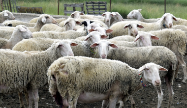 Συνελήφθησαν τέσσερις Βούλγαροι στη Δράμα: Προσπάθησαν να περάσουν στην Ελλάδα πρόβατα