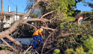 Θεσσαλονίκη: Δεκάδες πτώσεις δέντρων λόγω των ισχυρών ανέμων