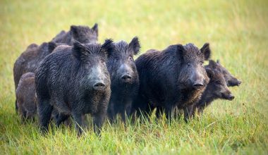 Θεσσαλονίκη: Αγέλη αγριογούρουνων «έκοβε βόλτες» στο Πανόραμα (βίντεο)