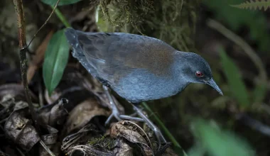 200 χρόνια μετά επανεμφανίστηκε πτηνό που θεωρούνταν εξαφανισμένο στα νησιά Γκαλαπάγκος
