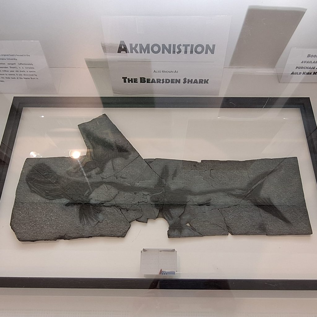 Σκωτία: O προϊστορικός καρχαρίας που βρέθηκε το 1982 στα προάστια της Γλασκώβης – Γιατί θεωρείται ξεχωριστός