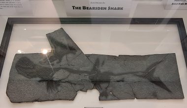 Σκωτία: O προϊστορικός καρχαρίας που βρέθηκε το 1982 στα προάστια της Γλασκώβης – Γιατί θεωρείται ξεχωριστός