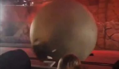 Φλόριντα: H στιγμή που ψεύτικος βράχος 180 κιλών παρασύρει εργαζόμενο της Disney – Δείτε βίντεο