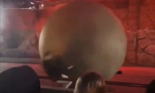 Φλόριντα: H στιγμή που ψεύτικος βράχος 180 κιλών παρασύρει εργαζόμενο της Disney – Δείτε βίντεο