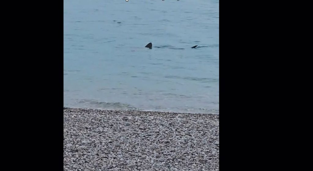 Λουτράκι: Επισκέπτες αντίκρισαν έναν μεγάλο καρχαρία να «κολυμπάει» δίπλα στην παραλία σε ρηχά νερά! (βίντεο)