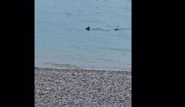 Λουτράκι: Επισκέπτες αντίκρισαν έναν μεγάλο καρχαρία να «κολυμπάει» δίπλα στην παραλία σε ρηχά νερά! (βίντεο)