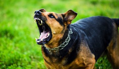 Λαμία: Ηλικιωμένος άφησε την τελευταία του πνοή στο σπίτι και ο σκύλος του δεν άφηνε κανέναν να πλησιάσει!