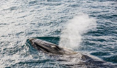 Το «μυστήριο» των ζιφιών: Πώς οι ήχοι αποκαλύπτουν άγνωστα στοιχεία για τα δυσπρόσιτα θηλαστικά