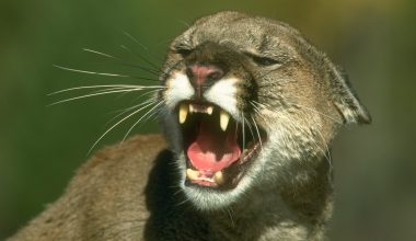 ΗΠΑ: Πούμα κατασπάραξε γυναίκα που έκανε πεζοπορία σε πάρκο στο Κολοράντο