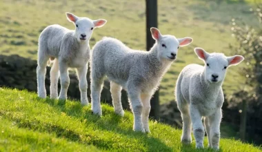 Hράκλειο: Μπήκαν σε ποιμνιοστάσιο και θανάτωσαν τουλάχιστον 40 αρνιά – Τρεις συλλήψεις
