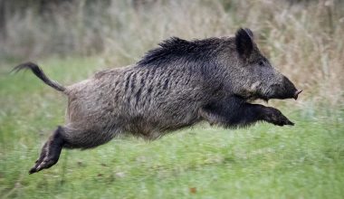 Κυνηγός δέχθηκε επίθεση από αγριογούρουνο στην Καστοριά