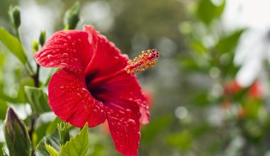 Νερό ιβίσκου: Αυτά είναι τα επτά οφέλη που έχει για την υγεία – Μπορεί να αλληλοεπιδράσει με φάρμακα;