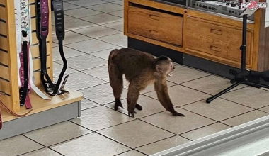 ΗΠΑ: «Συνελήφθη» πίθηκος που τα «έσπασε» σε κατάστημα μουσικών οργάνων στο Τενεσί (βίντεο)