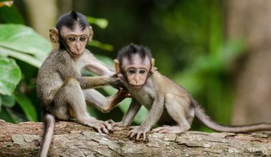 Ο λόγος που οι άνθρωποι δεν έχουν πια… ουρά: Η μετάλλαξη στο γονίδιο TBXT και η «σκοτεινή ύλη»