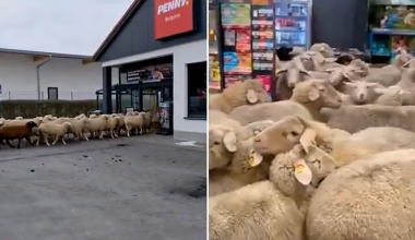 Βίντεο: 50 πεινασμένα πρόβατα εισέβαλαν σε σούπερ μάρκετ στη Γερμανία και προκάλεσαν στο απόλυτο «χάος»