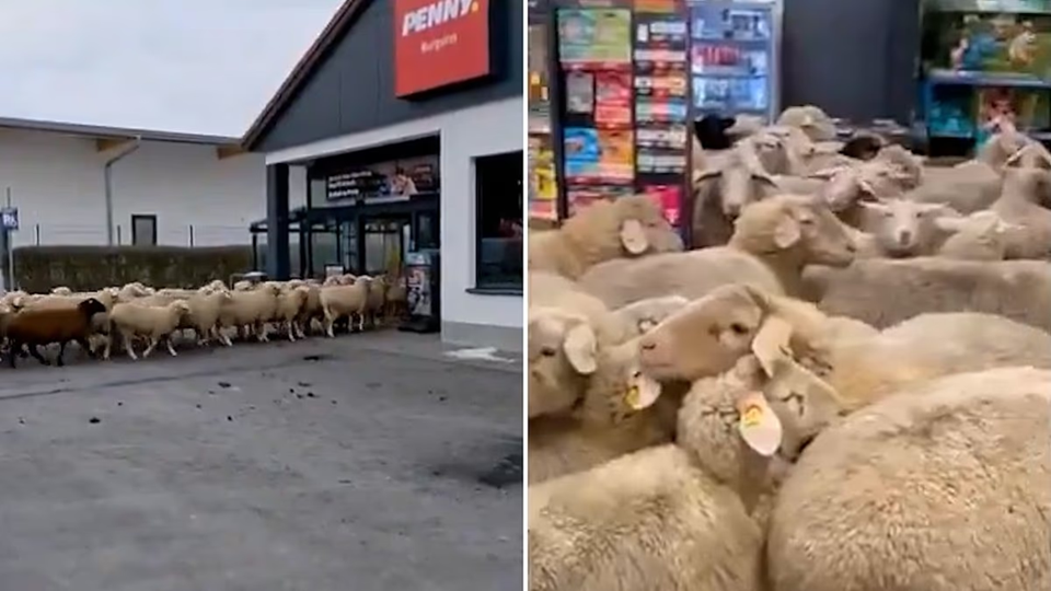Βίντεο: 50 πεινασμένα πρόβατα εισέβαλαν σε σούπερ μάρκετ στη Γερμανία και προκάλεσαν στο απόλυτο «χάος»