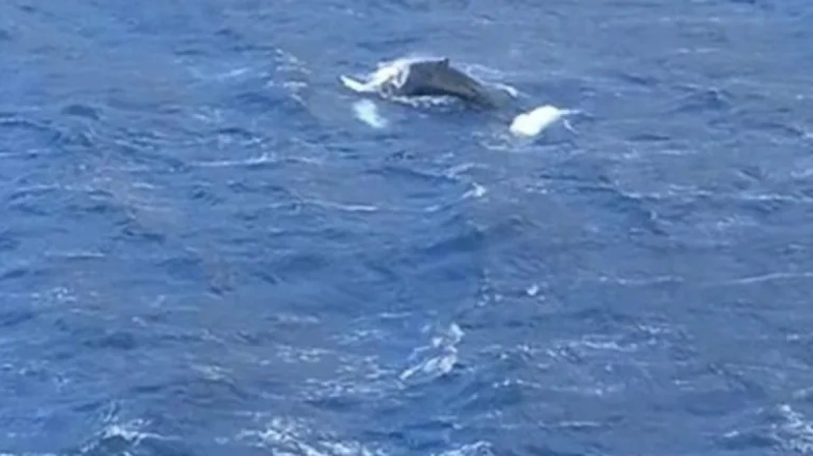 Κάλυμνος: Φάλαινα «πιάστηκε» να κολυμπά στον κόλπο των Αργινώντων – Δείτε βίντεο