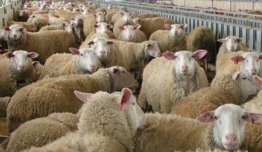 Τραγωδία στην Πιερία: Κτηνοτρόφος αυτοκτόνησε όταν του θανάτωσαν το κοπάδι λόγω ευλογιάς