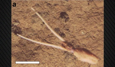 Βρέθηκε περίεργο είδος καλαμαριού στον Ειρηνικό Ωκεανό: «Δεν έχουμε ξαναδεί κάτι τέτοιο»