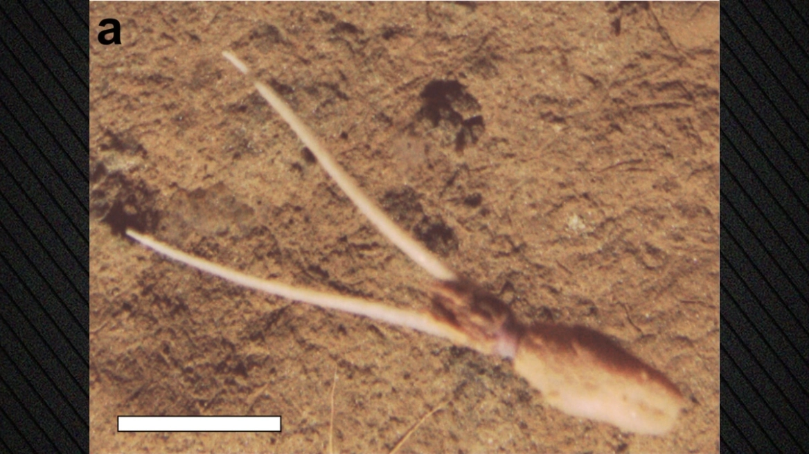 Βρέθηκε περίεργο είδος καλαμαριού στον Ειρηνικό Ωκεανό: «Δεν έχουμε ξαναδεί κάτι τέτοιο»