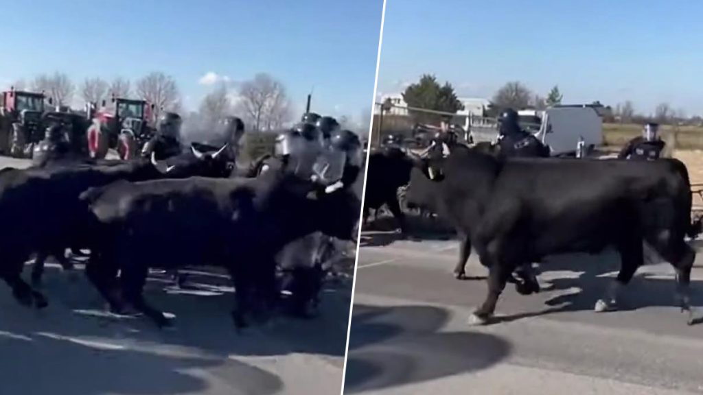 Bίντεο: Οι Γάλλοι αγρότες στέλνουν ταύρους κατά της αστυνομίας! – Η συμφωνία ΕΕ-Mercosur διαλύει τα πάντα