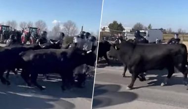 Bίντεο: Οι Γάλλοι αγρότες στέλνουν τους ταύρους κατά της αστυνομίας! – Η συμφωνία ΕΕ-Mercosur διαλύει τα πάντα