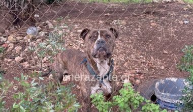 Ζάκυνθος: Τι αναφέρει το πόρισμα για το πίτμπουλ που κατασπάραξε τον 2χρονο Λίο