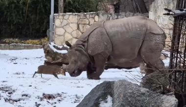 Βίντεο: Η απίστευτη «μάχη» ενός ρινόκερου 2 τόνων με ένα μικροσκοπικό ελάφι 20 κιλών σε ζωολογικό κήπο στην Πολωνία