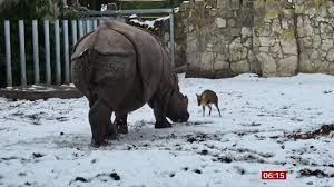 Βίντεο: Η απίστευτη «μάχη» ενός ρινόκερου 2 τόνων με ένα μικροσκοπικό ελάφι 20 κιλών σε ζωολογικό κήπο στην Πολωνία