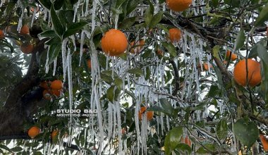 Ισχυρός παγετός στην Αργολίδα: Εντυπωσιακές εικόνες με σταλακτίτες στις πορτοκαλιές (φώτο-βίντεο)