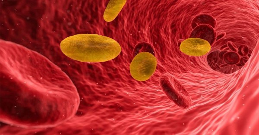 Rh null: Μόλις 50 άνθρωποι στον κόσμο διαθέτουν το εξαιρετικά σπάνιο «χρυσό» αίμα!