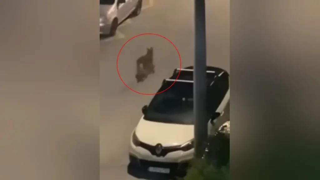 Βίντεο: Λύκος περιφέρεται στους δρόμους του Χαϊδαρίου! – Ο δήμος εξέδωσε ανακοίνωση & οδηγίες προς τους κατοίκους