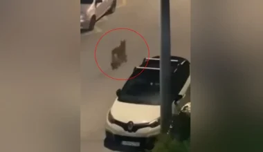 Ο δήμος Χαϊδαρίου εξέδωσε ανακοίνωση και οδηγίες για λύκο που περιφέρεται στους δρόμους της περιοχής! (βίντεο)