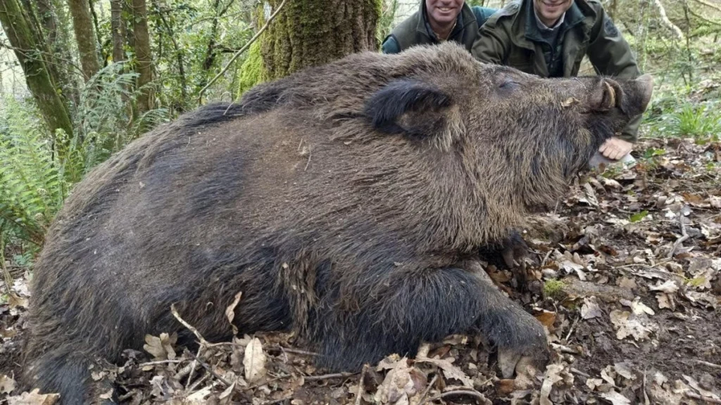 «Vakamulos»: Ο αγριόχοιρος της Γαλικίας που μπορεί να φτάσει τα 200 κιλά! (βίντεο)